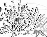 Coloring Seahorse Seaweed Kidsplaycolor sketch template