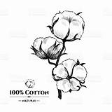 Cotton Plant Drawing Result 선택 보드 sketch template