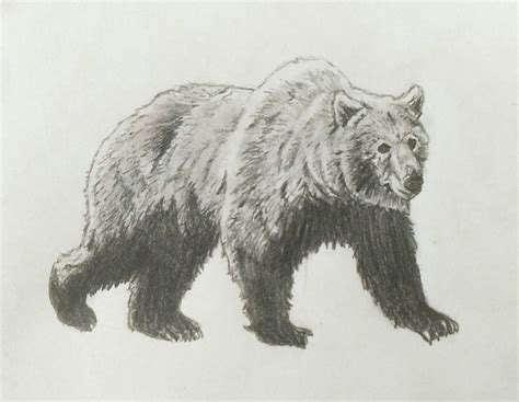 grizzly bear sketch  mich spich  deviantart
