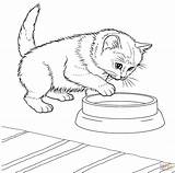 Coloring Cat Pages Kitten Kitty Cats Javanese sketch template