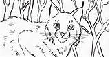 Coloring Bobcat sketch template