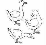 Duck Mallard Pages Coloring Getcolorings sketch template
