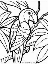 Papagei Besteausmalbilder Malvorlage sketch template