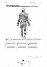 Muscle Worksheet Printable Muscles Worksheets Labeling Label Worksheeto Elementary Via System Diagram Body Human Anatomy sketch template