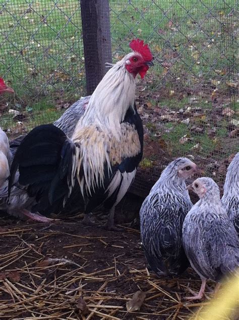 american game bantams page  backyard chickens learn   raise chickens