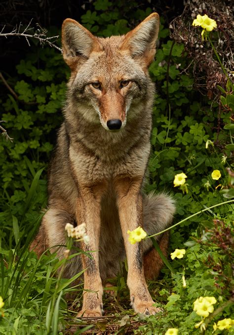 fileurban coyote bernal heightsjpg wikimedia commons