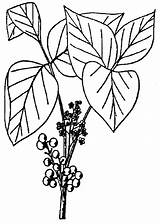Ivy Poison Plant Coloring Border Drawing Clipart Pages Vine Clipartmag Library Getdrawings Clip Template sketch template