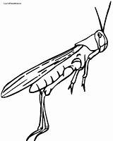 Grasshopper Clipartmag sketch template
