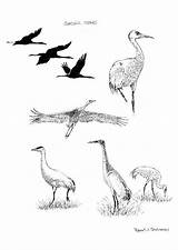 Coloring Cranes Large sketch template