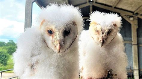 highest number  barn owls recorded dorset council  bbc news