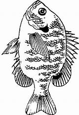Bluegill Crappie Fisch sketch template