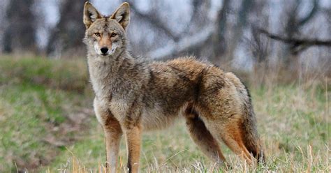 coyote sightings  regional parks post news group