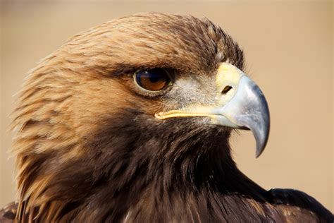 sfondi natura mongolia uccello rapace aquila calva becco falco raptor occhio falco