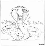 Cobra Coloring King Pages Snake Kids Color Printable Printables Animals Info sketch template