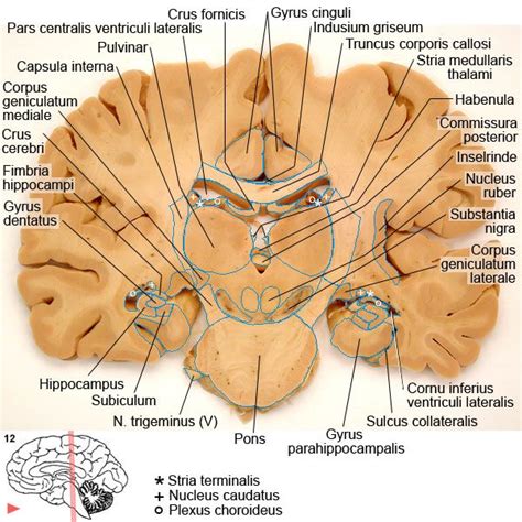corpus geniculatum google zoeken eye anatomy brain anatomy anatomy  physiology nursing