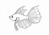 Fish Betta Coloring Pages Fighting Siamese Drawing Printable Cartoon Beta Colouring Color Draw Japanese Svg Patterns Getcolorings Getdrawings Visit Step sketch template
