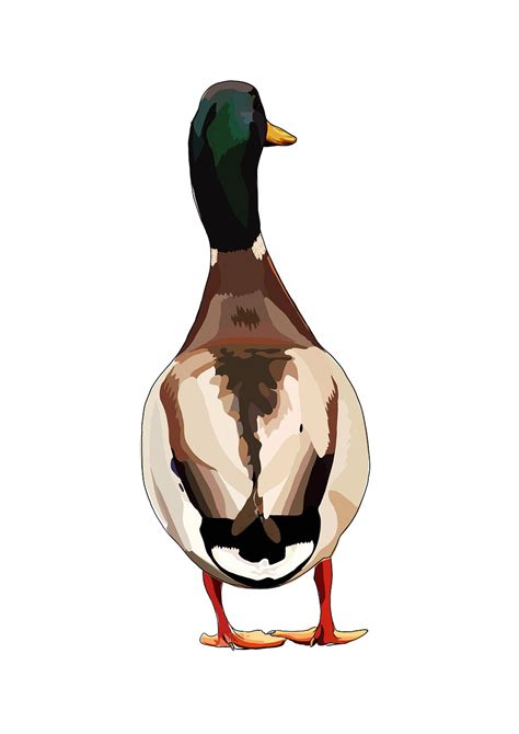 drake duck mallard royalty  stock illustration image