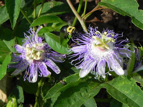 Purple Flowers Of Passion Flower Nature Photo Gallery