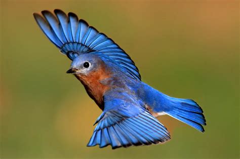 Blue Bird Picture Blue Blue Bird Flying Image Natural