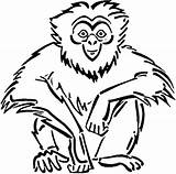Gibbon Utan Mewarnai Gibboni Gorilla Kolorowanka Kolorowanki Designlooter Tamarin Lowland Apes Supercoloring sketch template