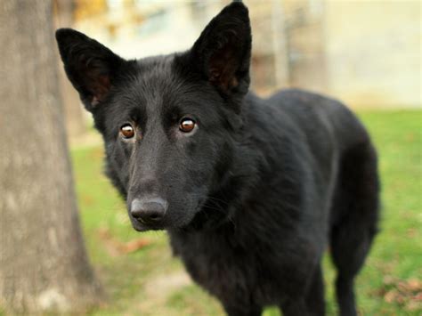 Noir Black German Shepherd Mix