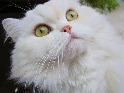 white  white cats catnip camera