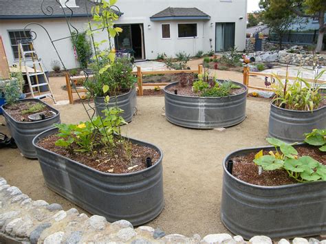 stock tanks   raised vegetable beds gardening pinterest