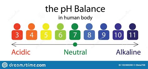 The Ph Balance Scale Chart In A Human Body Stock Vector