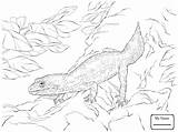 Gecko Leopard Coloring Drawing Getcolorings Printable Getdrawings sketch template