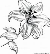 Lilies Drawing Lily Flower Tattoo Getdrawings sketch template