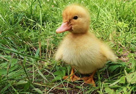 duck breeds  beginners weed em reap