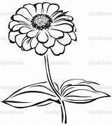 Zinnia Flower Coloring Drawing Pages Sketch Getcolorings Getdrawings Color sketch template