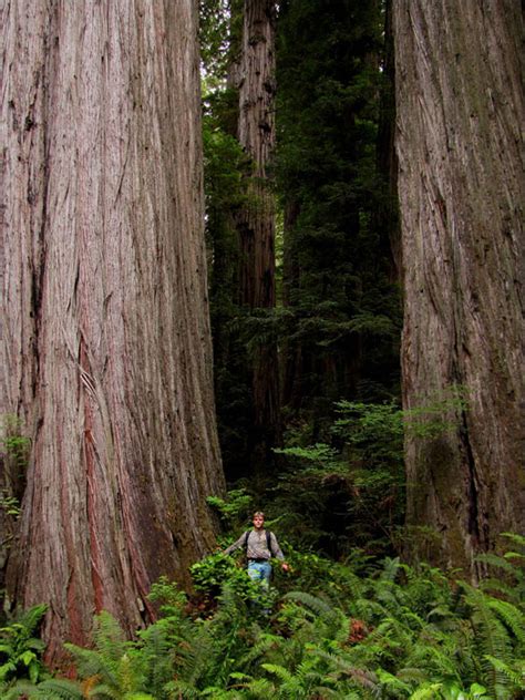 wild trees  richard preston book review redwoods redwood climbing