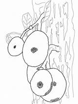 Jackfruit Coloring Pages Tree Jackfruits Printable Fruits Drawing Categories sketch template