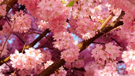 cherry blossom japanese cherry tree sakura photo  fanpop