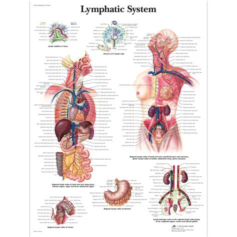 anatomical charts  posters anatomy charts lymphatic system laminated chart