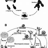 Saccharomyces Yeast Cerevisiae Unicellular sketch template