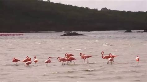 flamingos  curacao youtube