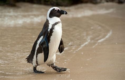 african penguin facts size habitat lifespan pictures