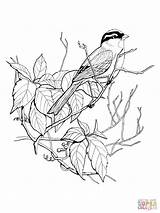 Sparrow Coloring Getcolorings Crowned sketch template