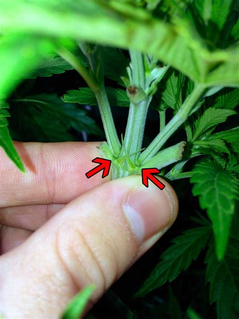 Cannabis Pre Flowers How To Tell Sex In The Vegetative