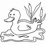 Ducks Popular sketch template