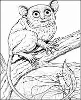 Tarsier Pages sketch template