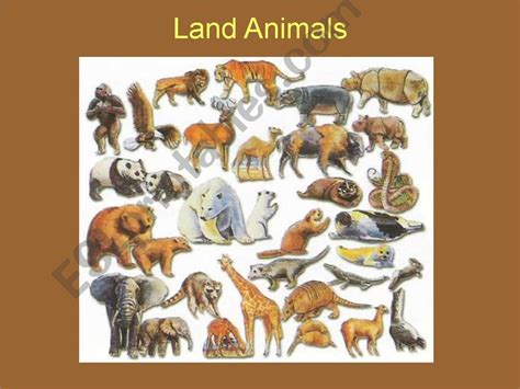 esl english powerpoints land animals