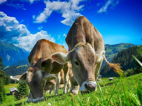 brown cattle eating grass  cloudy blue sky  daytime hd wallpaper wallpaper flare