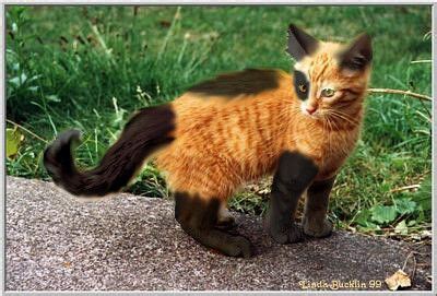 black cat orange cat annabel  daugherty