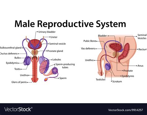 diagram showing male reproductive system vector image