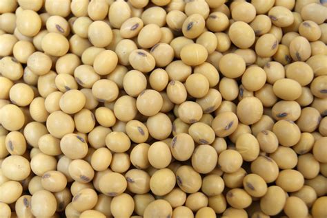 ag phd information  agriculture step change  soybean seed quality