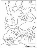 Bugs Verbnow Books sketch template