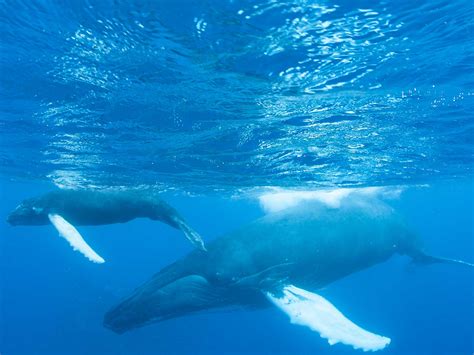 boat noise  driving humpback whale moms  deep dangerous water